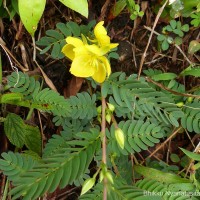 Chamaecrista kleinii (Wight & Arn.) V.Singh